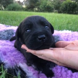 Purebred Labrador puppies/Labrador Retriever/Male/Older Than Six Months,DNA tested Purebred LabradorsAll puppies will be:VaccinatedMicrochippedVet checkedWormed every 2 weeksFlea treatedCheck out our Parrabel park Labradors Facebook page to see our beautiful puppies as they grow and you can also see our previous litter and feed back from them. They were very well behaved calm puppies, They would come and sit at your feet to greet you.Both parents are Hip and elbow scored/x-rayed with exceptional results and Dna / Genetic health screened. They have been tested for hereditary diseases and will not be affected.The parents Dna test also proves they are purebred Labradors. They have been bred for their quality and their beautiful temperaments. I try to breed the best family member I can 