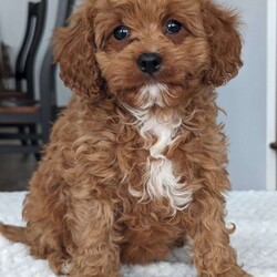 Daisy/Cavapoo									Puppy/Female	/8 Weeks