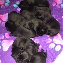 Purebred Labrador puppies/Labrador Retriever/Male/Older Than Six Months,DNA tested Purebred LabradorsAll puppies will be:VaccinatedMicrochippedVet checkedWormed every 2 weeksFlea treatedCheck out our Parrabel park Labradors Facebook page to see our beautiful puppies as they grow and you can also see our previous litter and feed back from them. They were very well behaved calm puppies, They would come and sit at your feet to greet you.Both parents are Hip and elbow scored/x-rayed with exceptional results and Dna / Genetic health screened. They have been tested for hereditary diseases and will not be affected.The parents Dna test also proves they are purebred Labradors. They have been bred for their quality and their beautiful temperaments. I try to breed the best family member I can 