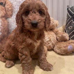 Adopt a dog:F1 MINIATURE SHOW TYPE COCKAPOOS DNA HEALTH TESTED PARENTS/Cockapoo/Mixed Litter/3 months,Stunning red F1 miniature Cockapoo’s. Both parents KC registered and fully DNA health tested clear.
Mum is a full show type cocker spaniel, no working lines. Tested for everything in the breed.
Dad is a red miniature poodle, tested clear for everything in the breed.
The puppies have been raised in a busy household and very well socialised with young children and other pets.
They have been puppy pen trained, part toilet trained. They will leave for their permanent new homes from 28th Feb. They will have a full health check, first vaccination and be microchipped. Copies of both parents KC pedigree and clear DNA health test certificates will be given, along with a care sheet, worming schedule, a bag of food they have been weaned on, a scent blanket to help them settle into their new home. £300 deposit will secure your chosen puppy. Please feel free to get in touch for more information or to arrange to view these beautiful puppies.