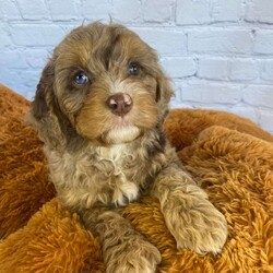 Hank/Cavapoo									Puppy/Male	/8 Weeks