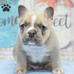 London/French Bulldog									Puppy/Male	/10 Weeks,London is a purebred male French bulldog I am offering him to a pet home at $2,300 and if you are wanting to use him for breeding His akc registration is $500. London is a stud prospect he is Merle and carries (l4) fluffy, tri (at) chocolate (co) and cream (e) he could possibly be a lilac Merle tri I have not dna test him but I will discuss by a phone call with any serious inquiries!! We are located in Dayton Ohio you can fly or drive in person to pick your puppy up or we can make arrangements to deliver your puppy to your front door step!! We have over 100s of references and can make this transaction very easy, seamless and trustworthy!! You will not be disappointed. London is a super thick big boned puppy and has a huge head on him we are excited for his future as he will male his new parents very proud of him!! His temperament is incredible and he is super kind and loving craving human interaction all the time! Puppy includes vet checked healthy up to date on shots, dewormings, dewclawed and microchiped! Health warranty!! And over 100s of references available to serious inquiries upon request!! Give me a call for immediate response we look forward to answering any further questions you may have and set up a video call for you to meet this puppy!! He is incredible and pics don’t do him justice!!