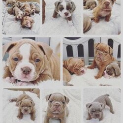 For sale Old English Bulldog puppies/Old English Bulldog/Mixed Litter/6 weeks,Seven gorgeous old English Bulldog puppies for sale .
5 males and 2 females
brought up in a family home with Love and devotion . These gorgeous pups have their own
little characters and are amazing.NEBBR registered , microchipped , wormed + flead and health check prior to leaving for their forever home.
Males £1500, females £1750