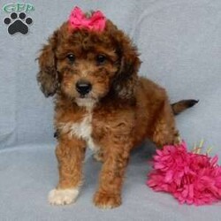 Twinkie/Aussiedoodle									Puppy/Female	/9 Weeks,Prepare to fall in love!!! My name is Twinkie and I’m the sweetest, cutest little F1b medium sized aussiedoodle looking for my furever home! One look into my warm, loving eyes and at my silky soft coat and I’ll be sure to have captured your heart already!  I’m very happy, playful and very kid friendly and I would love to fill your home with all my puppy love!! I am full of personality, and I give amazing puppy kisses! I stand out above the rest with my uniquely marked sable merle colored coat!  I have been vet checked head to tail, microchipped and  I am up to date on all vaccinations and dewormings . I come with a 1 year guarantee with the option of extending it to a 3 year guarantee and  shipping is available! We also have NDR (national doodle registry) papers available and birth certificates for an additional fee! My mother is our precious Maggie, a 47# blue merle aussiedoodle with a heart of gold and a very mild personality and my father is Zeke, our 10# playful mini poodle and he is genetically tested clear!! I will grow to approx  25-35# and I will be hypoallergenic and nonshedding! !!… Why wait when you know I’m the one for you? Dont miss out, call or text Martha to make me the newest addition to your family and get ready to spend a lifetime of tail wagging fun with me!   (7% sales tax on in home pickups) 
