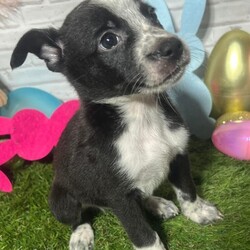 Adopt a dog:Travis Kelce/Australian Cattle Dog / Blue Heeler/Male/Baby,TOUCHDOWN!!!!

Born January 12, 2024 - our famous football club -

Mahomes, Tony Romo, Ed Reed, Ray Lewis, Barry Sanders, Travis Kelce and Taylor Swift are almost ready to go to their forever homes! 

There are 7 males and 1 female. They're about 6-7 lbs each as of 3/2

Mom is an Australian Shepherd/Cattle dog mix and dad is a boxer mix. Mom is quite small and we don't think they'll get over 35-40 lbs full grown. When Mom went to have her spay appt, she was found to be pregnant. Her last litter stayed at 35 lbs full grown.

These pups have been born in a home so they are very well socialized and have been handled by children and adults. They are great with other dogs, they don't mind cats and they love everyone!

While they do love to run around and play, they are all also very gentle pups. They'd prefer to snuggle up with you, watch TV and be your shadow and best friend. 

They'd do best in homes they are about mild active. They do not need a super active home, but one that allows play and fun times along with a bunch of cuddle time. 

All adoption fees include current negative hw test if old enough, current age appropriate vaccines including rabies, parvo/distemper, lepto, bordatella, current heart worm and flea/tick preventions, lifetime registered microchip, 2 dewormers and transport costs from Texas to the East Coast. 

PLEASE READ THIS TO ADOPT: 

Www.ruraltank.org/adopt 

We process applications as first come, first serve so we suggest you fill out an application as soon as possible as we can receive quite a few per animal.

If you submit an inquiry that questions something answered in this bio, we will not respond due to high volume of inquiries. 

ALL OF OUR ANIMALS ARE LOCATED IN SOUTH TEXAS. They are posted in areas where we transport to ONCE ADOPTED. 

95% of our animals are pre adopted prior to transport, if you want to do a meet and greet with an animal in person we suggest going to a local shelter as we probably will not be able to offer that.

Once approved though us, we will put you in contact with the foster family that has your animal to learn more about them! 

We transport every few weeks, TBD. 

Application turn around is usually about 1-3 days max, if not sooner. After you submit an application and want to send additional information or pictures of current animals/past ones in a separate email, we love that and it always helps your chances :)