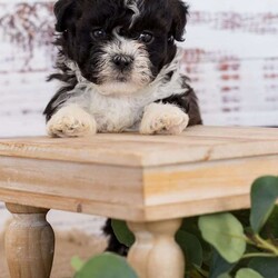 Huckleberry/Teddy Bear									Puppy/Male	/January 2nd, 2024,Are you ready to welcome Huckleberry! A Teddy Bear puppy into your life and heart? We have a lovable Teddy Bear puppy looking for a forever home filled with love and care. If you’re ready to provide a warm and loving environment, this little bundle of joy is waiting to become a cherished part of your family.