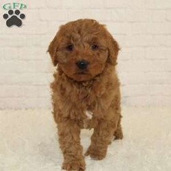 Benson/Mini Goldendoodle									Puppy/Male	/9 Weeks,Mest Benson! He’s up to date on vaccines and deworming and microchipped as well. Will get between 25 to 35 pounds full grown.