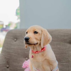 Adorable Golden Purebred Labrador Retriever Puppies/Labrador Retriever/Both/Younger Than Six Months,Adorable Labrador Retriever Puppies Ready for Their Forever Homes! 