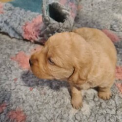 Basset Fauve de Bretagne puppies/Basset Fauve De Bretagne/Both/Younger Than Six Months,We have for sale male and female Fauve puppies. From wheaten to red.These exciting puppies are from my new French import. We have been breeding dogs for over 30 years and Fauves for 15 years. This breed has an amazing temperament and just so lovable.All microchiped, vaccinated, on limited registration and come with full health guarantees and support.Happy ro assist with transport interstate.Please email Dogs Queensland to verifymy membership. 400269710All enquiries to Katherine on ******** 253 REVEAL_DETAILS 