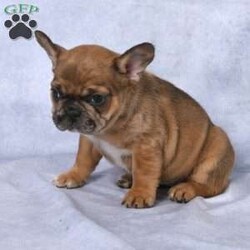 Andria/French Bulldog									Puppy/Female	/10 Weeks,Andria is a Beautiful and playful  french bulldog. She is up to date on all her shots and wormer and was also checked by a veternarian for more information on Andria contact Barbara and she will anwser any questions you may have.