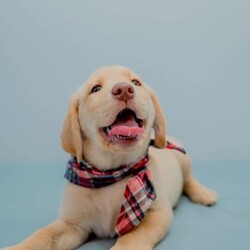 Adorable Golden Purebred Labrador Retriever Puppies/Labrador Retriever/Both/Younger Than Six Months,Adorable Labrador Retriever Puppies Ready for Their Forever Homes! 