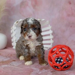 Archie/Mini Bernedoodle									Puppy/Male	/7 Weeks,Everyone wants a perfect puppy. We understand, and will help you find the puppy that is perfect for you!