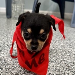 Adopt a dog:me/Chihuahua/Male/Baby,ADOPT ME ONLINE: https://ophrescue.org/dogs/13471

Hi! 

My name is Dino and Im part of the transport to OPH on March 1.
Im guessed to be a 6 week old chihuahua mixed breed dog. My weight at the moment is 1.6 pounds, but Ive got lots of growing to do still. 
Im a sweet pup making my way up north in search of my forever family. I'm searching for

- Someone who won't leave me home alone for more than 4 hours, at least not until I am older. The older I am, the more I can stay home alone. I just don't want you to get mad at me if I have accidents or chew things I'm not supposed to when you leave me for too long. I'm a puppy, so I get bored quickly and when I'm bored I could get in trouble.

- I am looking for my forever home, not my for right now home. So as I get bigger I need someone to teach me how to be the best dog I can be. I am young and still learning. You may want to teach me some new tricks like sit, stay, etc. Professional training will help me bond with you. That sounds like fun!

- I saved the most important for last. I am hoping my new mom or dad will snuggle with me, play with me and love me forever and ever!



Please note that because this puppy is so young, it has only received 2 of the required 3 puppy distemper vaccines. This is very IMPORTANT because it means that the immune system will not be fully functioning until about 16 weeks of age. Until then, the puppy MUST stay out of public places where it could be exposed to the germs of other dogs. These no puppy zones include all pet stores, dog parks, and for apartment dwellers, areas used by other dogs. These requirements are strictly for the puppys medical safety and longevity.

This puppy is microchipped and up to date on age appropriate vaccines and monthly preventatives. 

To adopt fill out the simple online application at https://ophrescue.org 
Operation Paws for Homes, Inc. (OPH) rescues dogs and cats of all breeds and ages from high-kill shelters in NC, VA, MD, and SC, reducing the numbers being euthanized. With limited resources, the shelters are forced to put down 50-90% of the animals that come in the front door. OPH provides pet adoption services to families located in VA, DC, MD, PA and neighboring states. OPH is a 501(c)(3) organization and is 100% donor funded. OPH does not operate a shelter or have a physical location. We rely on foster families who open their homes to give love and attention to each pet before finding a forever home.All adult dogs, cats, and kittens are altered prior to adoption. Puppies too young to be altered at the time of adoption must be brought to our partner vet in Ashland, VA for spay or neuter paid for by Operation Paws for Homes by 6 months of age. Adopters may choose to have the procedure done at their own vet before 6 months of age and be reimbursed the amount that the rescue would pay our partner vet in Ashland.