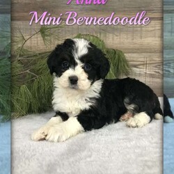 Anna/Mini Bernedoodle									Puppy/Female	/December 26th, 2023,Hi there!! My name is Anna. I’m an adorable, cuddly, playful and sweet mini bernedoodle . You’ll be sure to fall in love with me when you see my photos and especially when you meet me and feel my soft fluffy coat!! I’m very sociable and am used to playing with kids. I’ve been vet checked and microchipped and am up to date on vaccinations and dewormers. I come with a 2 week health guarantee and 1 year genetic guarantee. My mom is an affectionate, sweet 70 pound bernese Mountain dog . My handsome, loving dad is an 11. 5 pound mini poodle. I’ll grow to be approximately 30 pounds. Shipping or at home pickups are available. Call for shipping prices. Don’t wait longer! Call or text to adopt me today! 