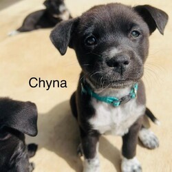 Adopt a dog:Chyna/Australian Cattle Dog / Blue Heeler/Female/Baby,Chyna is up for pre-adoption! 

Please apply here:

https://www.shelterluv.com/embed/animal/FODS-A-369