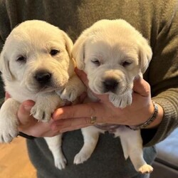 Adopt a dog:Stunning White Labrador Puppies - Only 1 left/Labrador/Mixed Litter/6 weeks,PURE WHITE LABRADOR PUPS



Born 15th February to truly stunning parents



One of the whitest litters in the UK



Boy 1 - SOLD

Boy 2 - SOLD

Boy 3 -

Girl 4 - SOLD

Girl 5 - SOLD

Girl 6 -

Girl 7 - SOLD



Photos of puppies will are available and regularly as they grow.



Dad is a fully trained gun dog, these dogs make ideal pets or workers, amazing temperament, can be seen with mum at home, I could not stress what a lovely dog Mum is, stunning, and an amazing temperament, very loving



Mum is Kelly KC reg, fully DNA tested, hip and elbow scored, same for dad Bear



£350 non-refundable deposit is required to secure a puppy. Deposit Payment by BACS transfer.



Hip & Elbow



Kelly GOOD American scored

Bear 0/0



Good homes essential



Please note there will be Breeding endorsement on all of these pups



Please call for any more information required



5th generation pedigree certificates are available to view for both mum and dad. Both are KC registered Labrador with excellent hip, elbow, COI scores 0.0% along with 5 generations of ancestors. Dad and Mum genetically clear



They were born and will be raised in our home, with our family, used to children and other animals



They will leave with a fully loaded ‘Pilling Gun Dogs’ puppy box ??



Vet checks

First vaccination

Microchipped

Flea/worm treated

James Wellbeloved Puppy pack

Raw Puppy

Puppy toys

5 generation pedigree certificate

Puppy contract and receipt including Lucy’s Law



FOR VIEWING PLEASE CALL OR MESSAGE TOM
- PILLING

£350 non-refundable deposit is required to secure a puppy. Deposit Payment by BACS transfer.



Sadly due to the current climate I have to point out that we had two fully protection trained free range Belgian Malinois who like introducing themselves to unscheduled visitors!! We also have CCTV, direct to police alarms etc but I assume you would like to keep all your limbs as this is more of a deterrent - You have been warned