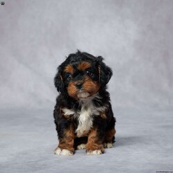 Bud/Cavapoo									Puppy/Male	/5 Weeks,AKC registered / Genetically tested Parents – Happy and healthy – F1 Cavapoo – Up to date on and deworming – Microchipped – 6 month health/1 year genetic guarantees(1yr/2yr if you remain on recommended food)- Full vet examination Call/text/email to schedule a time to come out and visit. We can ship to you, or can meet you at our airport. We can also meet in between if a reasonable distance.