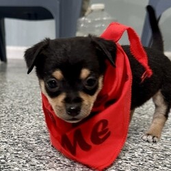 Adopt a dog:me/Chihuahua/Male/Baby,ADOPT ME ONLINE: https://ophrescue.org/dogs/13471

Hi! 

My name is Dino and Im part of the transport to OPH on March 1.
Im guessed to be a 6 week old chihuahua mixed breed dog. My weight at the moment is 1.6 pounds, but Ive got lots of growing to do still. 
Im a sweet pup making my way up north in search of my forever family. I'm searching for

- Someone who won't leave me home alone for more than 4 hours, at least not until I am older. The older I am, the more I can stay home alone. I just don't want you to get mad at me if I have accidents or chew things I'm not supposed to when you leave me for too long. I'm a puppy, so I get bored quickly and when I'm bored I could get in trouble.

- I am looking for my forever home, not my for right now home. So as I get bigger I need someone to teach me how to be the best dog I can be. I am young and still learning. You may want to teach me some new tricks like sit, stay, etc. Professional training will help me bond with you. That sounds like fun!

- I saved the most important for last. I am hoping my new mom or dad will snuggle with me, play with me and love me forever and ever!



Please note that because this puppy is so young, it has only received 2 of the required 3 puppy distemper vaccines. This is very IMPORTANT because it means that the immune system will not be fully functioning until about 16 weeks of age. Until then, the puppy MUST stay out of public places where it could be exposed to the germs of other dogs. These no puppy zones include all pet stores, dog parks, and for apartment dwellers, areas used by other dogs. These requirements are strictly for the puppys medical safety and longevity.

This puppy is microchipped and up to date on age appropriate vaccines and monthly preventatives. 

To adopt fill out the simple online application at https://ophrescue.org 
Operation Paws for Homes, Inc. (OPH) rescues dogs and cats of all breeds and ages from high-kill shelters in NC, VA, MD, and SC, reducing the numbers being euthanized. With limited resources, the shelters are forced to put down 50-90% of the animals that come in the front door. OPH provides pet adoption services to families located in VA, DC, MD, PA and neighboring states. OPH is a 501(c)(3) organization and is 100% donor funded. OPH does not operate a shelter or have a physical location. We rely on foster families who open their homes to give love and attention to each pet before finding a forever home.All adult dogs, cats, and kittens are altered prior to adoption. Puppies too young to be altered at the time of adoption must be brought to our partner vet in Ashland, VA for spay or neuter paid for by Operation Paws for Homes by 6 months of age. Adopters may choose to have the procedure done at their own vet before 6 months of age and be reimbursed the amount that the rescue would pay our partner vet in Ashland.