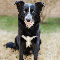 Adopt a dog:Brittany Swifty/Border Collie/Female/Baby,This dog is currently out of state but will be transported to New England shortly with no additional travel costs.  The long distance adoption process includes talking to the foster they are living with in the south.  Roughly 90% of our dogs are successfully long distance adopted and 10% adopted locally.

**Please read Brittany Swifty's entire profile, which includes a link to the adoption application at the end. Thank you!** 

Meet Brittany Swifty - one of the seven adorable SWIFTY puppies who were born in Tennessee on 1/24/24.  Their momma Andi Swifty (shown) is a Border Collie and we believe their dad to be a Great Pyr.  You can tell by their size already at 6 weeks that they will be large pups.   She currently weighs 8 pounds.

So how do you start a LOVE Story with a pup?  We know you will be ENCHANTED with any of these fluffy babies - and that you will love them FOREVER & ALWAYS.   You will feel like you just won the big game, and had your WILDEST DREAMS fulfilled.  OK, enough of our cliche references.  

You can see these pups are spectacularly cute - we don't have to tell you that.  They are your typical puppies - fun, happy, playful, energetic, social, loving and sweet.  They will do well in any home that can be devoted to their exercise and training - as both Border Collie's and Great Pyrenees are breeds that need jobs and structure.  They came into rescue at only 2.5 weeks and have been routinely handled as well as spoiled and loved!  

Want to say YOU BELONG TO ME.....just apply!  (OK, we weren't done with the references I guess) :)

All dogs are up to date on vaccinations and spayed/neutered at the time of adoption.  All dogs require professional training to become the best family member they can be.

To adopt or learn more about Brittany Swifty, you must fill out an adoption application. To find the application, copy and paste this URL into your browser: WWW.GDRNE.COM/ADOPTION-APPLICATION [Adoption Fee: $575]  **  

PLEASE READ: If a dog is listed, then s/he is currently available for adoption. Their information is correct to the best of our abilities and the information we have been given as of the day of posting. From time to time we receive new information/photos of a dog and we do recreate their listing, which means their old listing link will no longer be valid.  If you are considering a dog but don't apply right away please make sure to search for the dog by name if the link you have no longer works.

Please note, GDRNE does not guarantee the breed of any dog or puppy unless stated that we have run DNA. All breeds listed are educated estimates. Note that if the dog is listed as an 
