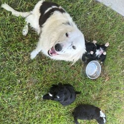 Adopt a dog:Bordoodle Pups First Gen Long Haired Border Collie x Miniature Poodle/Poodle (Miniature)/Both/Younger Than Six Months,Bordoodle Pup AdWe have 7 adorable BORDOODLE puppies for sale, 1 boy and 6 girls (non-shedding). Pups are an First Cross: Mum is a pure bred Long Haired Border Collie and Dad is a purebred Miniature Poodle (Orivet DNA Cleared). Our dogs are healthy and happy, a massive part of our family and have beautiful temperament and personalities. If you are looking for a loving companion or family pet these pups will be perfect for you.Boy 1 ‘Potato’Group Photo Girls Left to Right:Girl 1 ‘Spark’Girl 2 ‘Maggie’Girl 3 ‘Sparkles’Girl 4 ‘Collie’Girl 5 ‘Ziggy’Girl 6 ‘Snowflake’These gorgeous pups have been raised in a loving home. They love children as have been handled by our 3 children from birth. We are looking for excellent homes that will care for and love them. I am a registered breeder, the pups Mum and Dad are our beloved family pets. Mum (photo 8 & 10) weighs 15kg and is 48cms in height (ground to whither), Dad (photo 9) is 43cms ground to whither and weighs 12kgs. THE Pups will be MID SIZE DOGS, expected mature size approximately 12-15 kilos and 45cm at the withers (this represents the mid-point of the dog’s back between the shoulder blades of its front legs)..Our pups have been vet checked, microchipped, wormed every 2 weeks from birth and have had their first vaccination. They were born on 15th January 2024 and will be 8 weeks old and ready for their new homes on MONDAY 11th MARCH 2024.Transportation can be arranged (at buyers’ expense) and we may be able to deliver to SOME AREAS depending upon dates.Bordoodles are very loving, loyal family pets and must be included in your day-to-day life, our puppies are raised in a loving family home with other dogs, cat and children.BIN registered B000942891	RPBA Member number: 1570 Located in INVERELL NSW 2360Before contacting me PLEASE:Fully discuss purchasing the puppy with your family prior to inquiry.Consider timing of collecting puppy suits before initiating contact