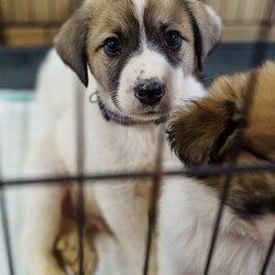Adopt a dog:Betty/Great Pyrenees/Female/Baby,We have 7 from this litter, 4 males and 3 females. All beautiful and sweet! Their 2 year old mom is also up for adoption!