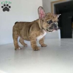 Spot/French Bulldog Mix									Puppy/Male	/15 Weeks,Spot has a stunning fawn merle coat with one blue colored eye and one light brown colored eye! He is very calm and laid back. Super intelligent and great with kids, adults and other animals.
