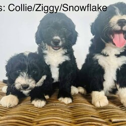 Adopt a dog:Bordoodle Pups First Gen Long Haired Border Collie x Miniature Poodle/Poodle (Miniature)/Both/Younger Than Six Months,Bordoodle Pup AdWe have 7 adorable BORDOODLE puppies for sale, 1 boy and 6 girls (non-shedding). Pups are an First Cross: Mum is a pure bred Long Haired Border Collie and Dad is a purebred Miniature Poodle (Orivet DNA Cleared). Our dogs are healthy and happy, a massive part of our family and have beautiful temperament and personalities. If you are looking for a loving companion or family pet these pups will be perfect for you.Boy 1 ‘Potato’Group Photo Girls Left to Right:Girl 1 ‘Spark’Girl 2 ‘Maggie’Girl 3 ‘Sparkles’Girl 4 ‘Collie’Girl 5 ‘Ziggy’Girl 6 ‘Snowflake’These gorgeous pups have been raised in a loving home. They love children as have been handled by our 3 children from birth. We are looking for excellent homes that will care for and love them. I am a registered breeder, the pups Mum and Dad are our beloved family pets. Mum (photo 8 & 10) weighs 15kg and is 48cms in height (ground to whither), Dad (photo 9) is 43cms ground to whither and weighs 12kgs. THE Pups will be MID SIZE DOGS, expected mature size approximately 12-15 kilos and 45cm at the withers (this represents the mid-point of the dog’s back between the shoulder blades of its front legs)..Our pups have been vet checked, microchipped, wormed every 2 weeks from birth and have had their first vaccination. They were born on 15th January 2024 and will be 8 weeks old and ready for their new homes on MONDAY 11th MARCH 2024.Transportation can be arranged (at buyers’ expense) and we may be able to deliver to SOME AREAS depending upon dates.Bordoodles are very loving, loyal family pets and must be included in your day-to-day life, our puppies are raised in a loving family home with other dogs, cat and children.BIN registered B000942891	RPBA Member number: 1570 Located in INVERELL NSW 2360Before contacting me PLEASE:Fully discuss purchasing the puppy with your family prior to inquiry.Consider timing of collecting puppy suits before initiating contact