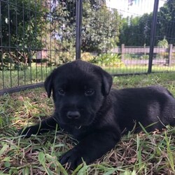 Purebred Labrador puppies/Labrador Retriever/Male/Older Than Six Months,DNA tested Purebred LabradorsAll puppies will be:VaccinatedMicrochippedVet checkedWormed every 2 weeksFlea treatedCheck out our Parrabel park Labradors Facebook page to see our beautiful puppies as they grow and you can also see our previous litter and feed back from them. They were very well behaved calm puppies, They would come and sit at your feet to greet you.Both parents are Hip and elbow scored/x-rayed with exceptional results and Dna / Genetic health screened. They have been tested for hereditary diseases and will not be affected.The parents Dna test also proves they are purebred Labradors. They have been bred for their quality and their beautiful temperaments. I try to breed the best family member I can 