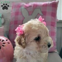 Jamie/Toy Poodle									Puppy/Female	/8 Weeks,This adorable sweet little girl is so tiny but full of love towards others. She is playful and loves to explore. She is perfectly content laying around on your lap or soaking up Sun from a window. 
