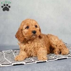Lester/Cockapoo									Puppy/Male	/January 20th, 2024,These little sweethearts are waiting for you to bring them home! They have been raised by the Peachey family and are well socialized around children, adults and other animals. Each puppy has been vet checked and is up to date on their vaccinations and dewormer. Don’t miss out on these little darlings…they promise to fill your heart and home with lots of love and snuggles!