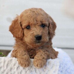 Jade/Mini Goldendoodle									Puppy/Female	/5 Weeks,To contact the breeder about this puppy, click on the “View Breeder Info” tab above.