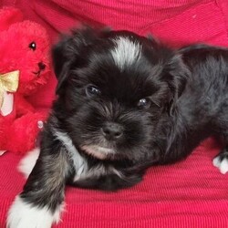 KC REGISTERED Lhasa apso puppies READY NOW/Lhasa apso/Mixed Litter/10 weeks,READY NOW
2  BOYS LEFT

HEALTH CHECK CERTIFICATE, 1ST VACCINATION,  WORMED , MICRO CHIP , 5 GENERATION KC CERTIFICATE 

6 Beautiful KC REG puppies

2 MALE LEFT

mom and dad can be seen when viewing puppies
Mom and dad both Kc reg &
DNA PRA4 tested
brought up by loving family with children so they will have plenty of love / socialisation before there forever home. make a great family dog

The puppies will be micro chiped , wormed, fleed, vaccinat before they go to there forever home

£1200 each
£300 deposit to secure your puppy
 remaining balance due on pick up

will be ready to go to 5* home
Saturday 2nd March