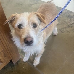 Adopt a dog:Frannie/Terrier/Female/Adult,Hi I'm Frannie! I am expecting a litter of puppies soon and hoping to find a loving foster home to give birth in! :)