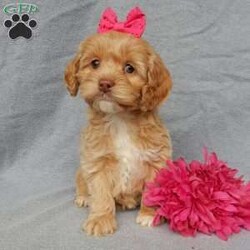 Coco/Cockapoo									Puppy/Female	/9 Weeks,Are you looking for the perfect family pet? Well look no further!!!  My name is Coco and I’m the sweetest little F1 cockapoo and I would love to come home with you!!!! One look into my warm, loving eyes and at my silky soft coat and I’ll be sure to have captured your heart already! I’m very happy, playful and very kid friendly and I would love to fill your home with all my puppy love!! I am full of personality, and ready for adventures! I stand out way above the rest with my beautiful apricot coat and my sassy personality!!… I have been vet checked head to tail, microchipped and I am up to date on all vaccinations and dewormings . I come with a 1-year guarantee with the option of extending it to a 3-year guarantee and shipping is available! My mother is our sweet Dixie, a 25# chocolate merle cocker spaniel with a heart of gold and my father is our happy and playful poodle named Zeke! Zeke weighs 10# and has been genetically tested clear! I will grow to approx 15-20# and I will be hypoallergenic and nonshedding! !!… Why wait when you know I’m the one for you? Call or text Martha to make me the newest addition to your family and get ready to spend a lifetime of tail wagging fun with me! (7% sales tax on in home pickups) 