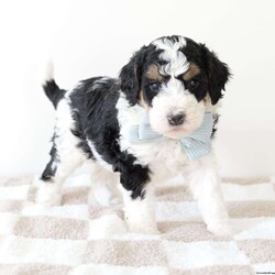 Moss/Bernedoodle									Puppy/Male	/5 Weeks,Meet Moss! F1b tricolor medium bernedoodle. Moss is a sweet boy with a fun and good natured personality. He has a beautiful soft wavy/curly hair coat. Parents are Genetically Health Tested. Contact us for more info including pics/videos or to setup a date to meet him. 