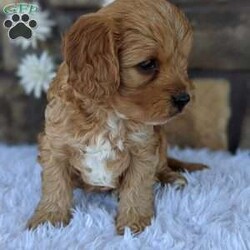 Mase/Cavapoo									Puppy/Male	/8 Weeks,Hi meet Mase !! I am calm but love to play!! Both my parents are OFA certified and weigh around 14 pounds. Please call or text Rebecca and she will be glad to help you. I will be coming home with: A blankie with sibling scent for comfort