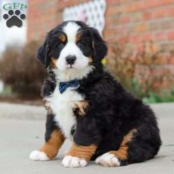 Leo/Bernese Mountain Dog									Puppy/Male	/7 Weeks,Introducing Leo our adorable AKC Bernese Mountain Dog known for his affectionate nature spend just a little time with him and he will become your bestie in no time. From his silky deep coats to his loving and adaptable nature he is set to become the heartbeat of your home. Playtime is no joke to him, and he will always find a way to make you smile with his cute puppy antics, this little baby will steal your heart from the very first minute you see him. Momma to this sweet baby is an beautiful girl named Nemmy. She is the best momma to these to her little ones!! Dad is a stunning Bernese named Omen, he loves treats and to run and play in the outdoors. Omen weighs 39lbs. The puppies come with a health guarantee, microchipped, and they are up-to-date on vaccinations and dewormer. For more info, or to schedule a visit with the babies, you can call or text me anytime! –Cindy Miller