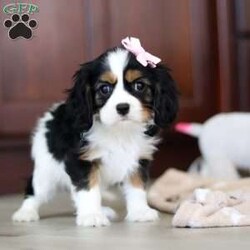 Bailey/Cavalier King Charles Spaniel									Puppy/Female	/8 Weeks,Introducing Bailey our adorable AKC Cavalier King Charles Spaniel puppy she is known for her affectionate nature, spend just a little time with her and she will become your bestie in no time. From their silky, coats to their loving and adaptable nature, these pups are set to become the heartbeats of your home. Playtime is no joke to them, and they will always find a way to make you smile with their cute puppy antics, this little baby will steal your heart from the very first minute you see them. The puppies will join you with, their first vet exam already complete, up to date on vaccines and dewormer, microchipped and their AKC registration. Momma to this sweet baby named Megan, she is an adorable Cavalier weighing 11lbs. She is the best momma to her little ones!! The dad, Samson loves treats and to run and play in the outdoors. He weighs 13lbs. Don’t miss out on the chance to make one of the babies a part of your family! Call me with any more questions or if would like to schedule a visit. Thanks, Eddie Burkholder 