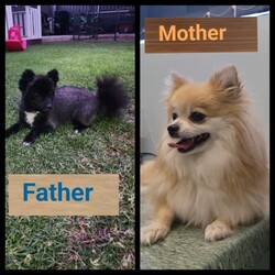 Pure breed pomeranian puppies/Pomeranian/Both/Younger Than Six Months,Stunning Purebred Pomeranian Female and Male Puppy for sale.We are experienced responsible breeders.Our cute puppies is raised in a very loving family environment and are very well socialised and active.Our stunning puppies are available to leave to their new home now,will come vaccinated, wormed, vet checked and microchipped.Both parents have been DNA tested and both parents are certified and clear of a hereditary genetic disease.Our puppies are raised with love and care, as part of our family. It would be fantastic if you could tell us a bit about your self before coming to see the puppy.DOB: 08/11/2023Colour: Fawn and whiteSex: MaleD.O.B: 08/11/2023Colour: Balck and white Sex: Female 