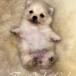 PUREBRED TEACUP SIZED POMERANIAN /Pomeranian/Female/Younger Than Six Months,Hey everyone! We are excited to announce we have one last female Miniature Teacup Sized Purebred Pomeranians.These angels are bred with quality, perfectly healthy (DNA tested), very small sized and light weight parents ensuring that the puppies are guaranteed to grow up to be very tiny, small enough to fit in a handbag like their Mum. We anticipate their average weights to be between 1.5-2.5 kilograms as per previous litters in the past. Mum is only sitting at 2 kilograms where as dad is sitting at 3 kilograms as shown in photos.They were born on the 01st of October 2023 so that'll be the day to celebrate their little birthday 
