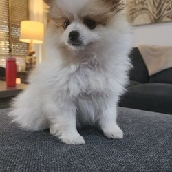 Pure breed pomeranian puppies/Pomeranian/Both/Younger Than Six Months,Stunning Purebred Pomeranian Female and Male Puppy for sale.We are experienced responsible breeders.Our cute puppies is raised in a very loving family environment and are very well socialised and active.Our stunning puppies are available to leave to their new home now,will come vaccinated, wormed, vet checked and microchipped.Both parents have been DNA tested and both parents are certified and clear of a hereditary genetic disease.Our puppies are raised with love and care, as part of our family. It would be fantastic if you could tell us a bit about your self before coming to see the puppy.DOB: 08/11/2023Colour: Fawn and whiteSex: MaleD.O.B: 08/11/2023Colour: Balck and white Sex: Female 