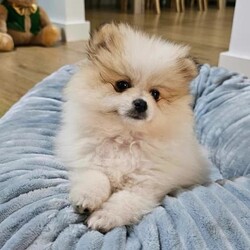Pure breed pomeranian puppies/Pomeranian/Both/Younger Than Six Months,Stunning Purebred Pomeranian Female and Male Puppy for sale.We are experienced responsible breeders.Our cute puppies is raised in a very loving family environment and are very well socialised and active.Our stunning puppies are available to leave to their new home now,will come vaccinated, wormed, vet checked and microchipped.Both parents have been DNA tested and both parents are certified and clear of a hereditary genetic disease.Our puppies are raised with love and care, as part of our family. It would be fantastic if you could tell us a bit about your self before coming to see the puppy.DOB: 08/11/2023Colour: Fawn and whiteSex: MaleD.O.B: 08/11/2023Colour: Balck and white Sex: Female 
