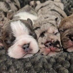 French bulldog pups for sale/French bulldog/Male/7 weeks,Beautiful litter of 4 pedigree french bulldog pups.All boys.
Both parents are our family pets.

Dam (cream)kc registered carries fawn&lilac
Sire (merle) pedigree carries chocolate/brindle (merle can't be kc registered)

Will be ready to leave on 24th April an won't be ready to leave until 8 weeks old

1x white/blue merle £1200
1x chocolate ghost merle £1200
2x blue merle £1200

Will be microchipped flead and wormed to date
All pups will have had their 1st injections and fully health checked.

Pups will leave with a small puppy pack containing
Collar
Toy
Food
Piece of blanket with mum's scent
Puppy pad
Vaccination & microchip record

I will upload photos weekly as the pups grow.
Deposit secures your chosen pup.

Any more info please contact me.
Thankyou:-)