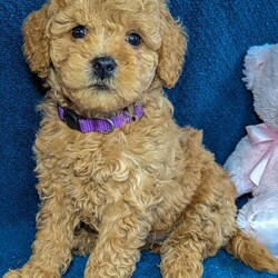 Bella/Mini Goldendoodle									Puppy/Female	/January 18th, 2024,Bella is an energetic happy girl that loves to play with any other animals and people. She’s so delightful and would love to meet you. She has been family raised and would fit well in any family. She is UTD on shots and deworming and is Vet checked and comes with a one year genetic health guarantee. She is an F1b and is considered hypoallergenic and will weigh between 12-20lbs. Her mother is 30lbs and father is 12lb. If you are interested in meeting her please reach out and we will be happy to meet you and see if you and Bella are a match. 