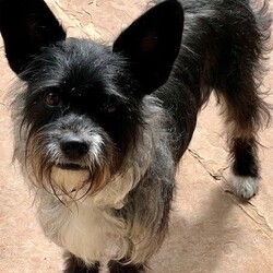 Adopt a dog:JACK SPARROW/Miniature Schnauzer/Male/Young,PLEASE READ THE FOLLOWING INFORMATION AND REQUIREMENTS FOR ADOPTION   JACK SPARROW is currently in foster care in Houston, Texas and the adoption fee includes his transportation with Mighty Mutt Shipping to the north east
if interested there is an application on our website

https:/www.houstonshaggydogrescue.org/apply/

Sweet Jack Sparrow is such a handsome boy, he is approx 3 years and 15 lbs, he has a funky tail, its about 4 inches long, I cannot tell if someone tried to dock it at birth and did a bad job or if it was cut off..but I don't think it was..we are not sure of his breed mix, but he looks like a schnauzer/terrier mix/chihuahua
he gets along great with the other rescues but doesn’t interact or play with them ,he loves to get all of the attention and doesn’t like the other dogs honing in when he is getting petted, he is very much a people dog ! so we think he would love being an only dog with a nice fenced in yard to wander in,he is well house and leash trained and just a happy little boy
he will be ready for a new home just after easter and is going to be a great companion for someone.


THIS DOG IS CURRENTLY IN FOSTER CARE IN HOUSTON, TEXAS,WE SHIP OUR DOGS WITH MIGHTY MUTT SHIPPING TO THE NORTH EAST

OUR RESCUE POLICY - It is our rescue policy for all our dogs that we require a home with experienced dog owners only and no children under that age of 8 years.


The total adoption fee of $500 ( and includes the required interstate health certificate and transport , spay/neuter, shots including rabies, bordatella, parvo, distemper ,canine influenza, and microchip. The total amount is payable to Shaggy Dog Rescue which is a 501c3. Some of our dogs are still in Texas in foster care. Our application is online at
https:/www.houstonshaggydogrescue.org/apply/