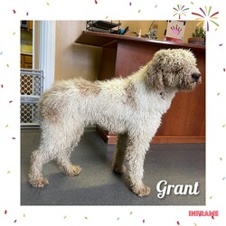 Adopt a dog:Grant/Standard Poodle/Male/Adult,? Meet Grant! ?

Hey there, everyone! The name's Grant, and I'm a Standard Poodle in desperate need of a haircut—but don't let my shaggy appearance fool ya, because I'm one heck of a good boy! With my hypoallergenic coat and charming personality, I'm here to steal your heart and become your perfect companion.

Sure, my hair may be a bit unruly at the moment, but beneath all this fluff lies a loyal and affectionate pup just waiting to be your best friend. And speaking of my hair, did I mention that it's hypoallergenic? That's right—no more sneezing or sniffles for you! With me by your side, you can enjoy all the love and companionship of a furry friend without any of the pesky allergies.

I may not be able to see through all this hair right now, but I promise you, I've got eyes only for you! Whether it's going for long walks in the park, cuddling up on the couch, or simply being there to brighten your day with my wagging tail and goofy grin, I'm always up for some quality time with my favorite human.

So, if you're looking for a loyal and low-allergen companion to join you on life's adventures, then look no further—because I'm your guy! Let's make memories, share laughs, and embark on this journey called life together. Adopt me, Grant, and let's show the world just how amazing a shaggy Standard Poodle can be! ??