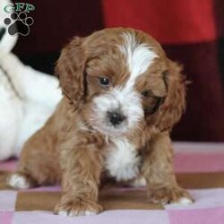 Landon/Cavapoo									Puppy/Male	/6 Weeks,Meet Landon, a sweet and lovable Cavapoo puppy ready to win your heart! This cute pup is vet checked, up to date on shots and wormer, plus comes with a health guarantee provided by the breeder. Landon is family raised with children and would make a wonderful addition to anyone’s family. To find out more about this heartwarming pup, please contact Amos and Mary today!