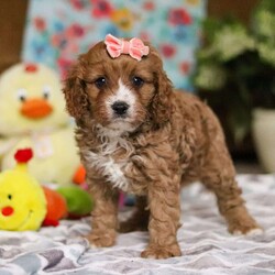 Rose/Cavapoo									Puppy/Female	/7 Weeks,Fluffy, cute, and charming are just a few ways to describe, Rose. These sweet Cavapoos may just be that missing thing in your life. Playtime is no joke to them, and they will always find a way to make you smile with their cute puppy antics. If you are looking for a dog that will keep up with the fast-paced and ever-changing schedule of a family with kids, this is the perfect match. We socialize our pups from the moment they are born so that they join new homes with a confident and adaptable demeanor. Sunshine is the wonderful Mama to these sweethearts. She is around 10lbs of pure Cavalier dog perfection. Mini Poodle Dad, Buster, is a handsome good boy with a love of belly rubs. He is 9Ibs. Each of the babies arrive at their forever homes completely vet checked, microchipped, up to date on all the necessary vaccines and dewormer, and our one-year genetic health guarantee is included. Please give me a call or text for more information.-Mary 