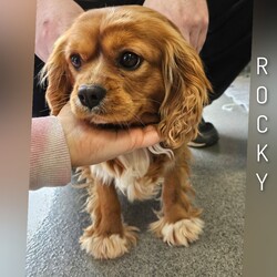 Adopt a dog:Rocky's Ace /Cavalier King Charles Spaniel/Male/Adult,? Meet Rocky's Ace! ?

Hey there, folks! The name's Rocky's Ace, and I'm here to charm your socks off with my irresistible King Cavalier cuteness! With my sweet-as-can-be demeanor and heartwarming personality, I'm ready to become your new best friend.

I may be a little biased, but let's face it—I'm the cutest, sweetest boy you'll ever meet! With my soulful eyes and wagging tail, I'll melt your heart faster than you can say 