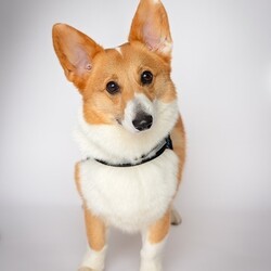 Adopt a dog:Jay/Pembroke Welsh Corgi/Male/Adult,Jay is here because we decided March is Corgi month and we pulled him from a shelter his owner did not have time to walk him.  He is 2 years old. Housebroken So friendly and  sweet! Needs an active family! A yard is big plus and would be good with little dogs that are sweet. He is has typical corgi energy for this reason we prefer kids 10 and up especially if you own another dog or cat to introduce them properly. He needs lots of yard time and walks or hikes. Again, he likes small dogs or cats. He is scared of big dogs and will hide from them or go away from them  but are working on that.  He is extremely friendly and not bothered by cars, or noise. Today we visited our mechanic and said hi to all, the town clerks and staff and local NYPD station where he enjoyed saying hi to his favorite police officers! Please be a runner, walker or enjoy cycling would be perfect for Jay.



For consideration please be over 26 in NY, NJ, Philadelphia or CT area only have kids 10  or over. Have a home with lots of dog runs,  parks or fenced in yard. Have an visible IG account when we ask for it please. Be active for puppies no couch potatoes!  Thank you. Most of all please follow step below and do not call us we are volunteers!  Please note we do not adopt in the Bronx nor Staten Island.
We have trainers in Brooklyn, LIC, Astoria, Manhattan, LI,  NJ ,and CT 20 miles from Greenwich. Kids `10 and up. He is good with all kids but we prefer older to continue his recall training. 

Step 1,  Email us suekmwdadoptions@gmail.com and tell us your experience with dogs and where u live. 2) If we need more info, we will send u an application 3) DO NOT CALL US 4) DO NOT EMAIL US at our website.  We get hundreds of people interested in adopting our dogs and can not possibly get back to everyone. Thank you for your cooperation. 

Please note we are volunteers and work with patients and can not take calls. Again email us only at the supplied email or via petfinder. Thank you.